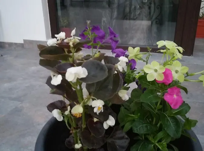 Blanc 别墅 科斯蒂内什蒂